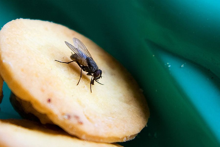 co jedzą muchy