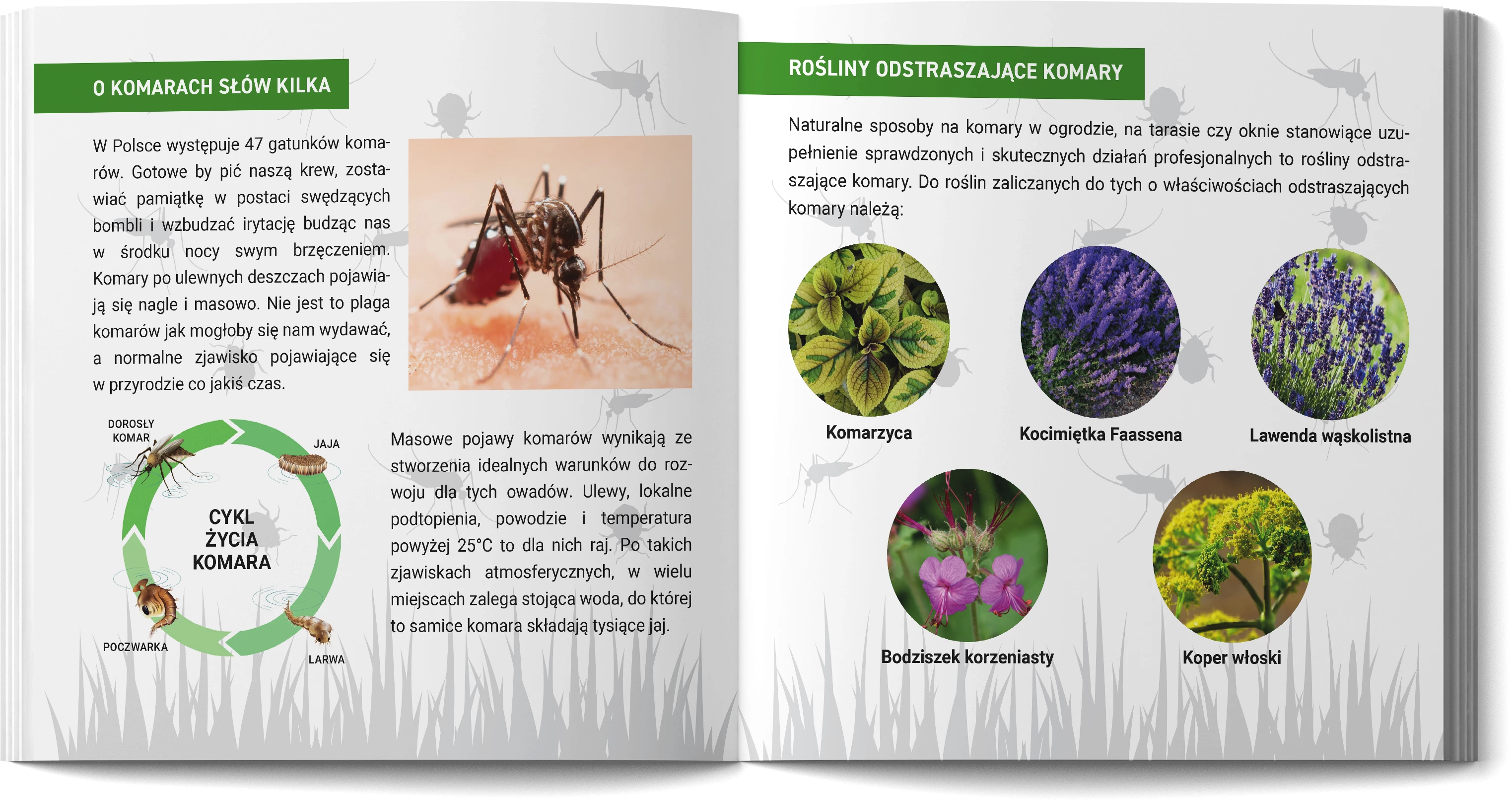 Bomba na owady No Pest