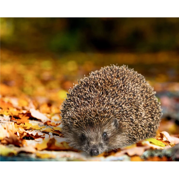  Karma dla jeży Turdus plener