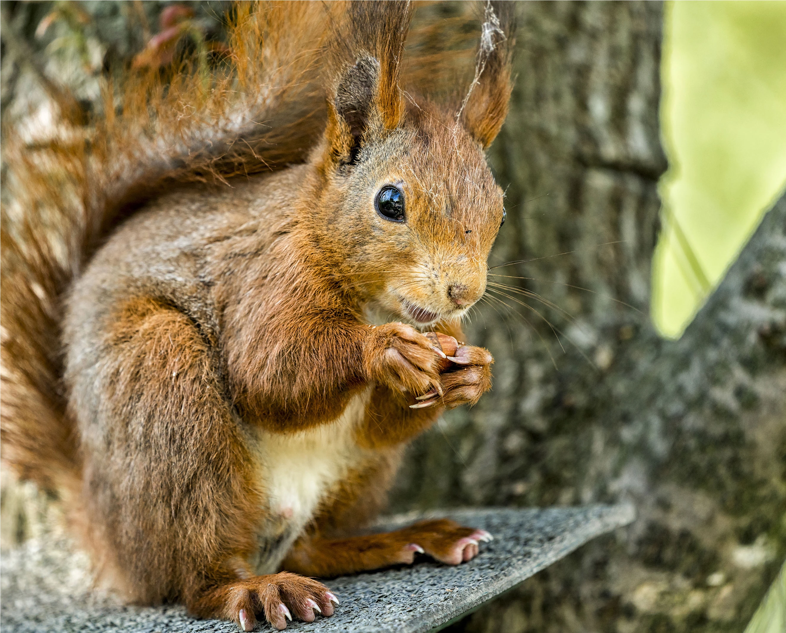 karma dla wiewiórek, pokarm dla wiewiórek, wiewiórka pokarm