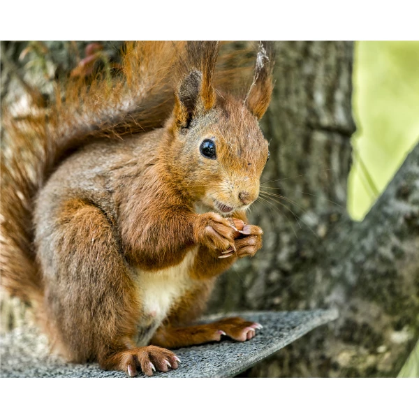 Karma dla wiewiórek Turdus plener