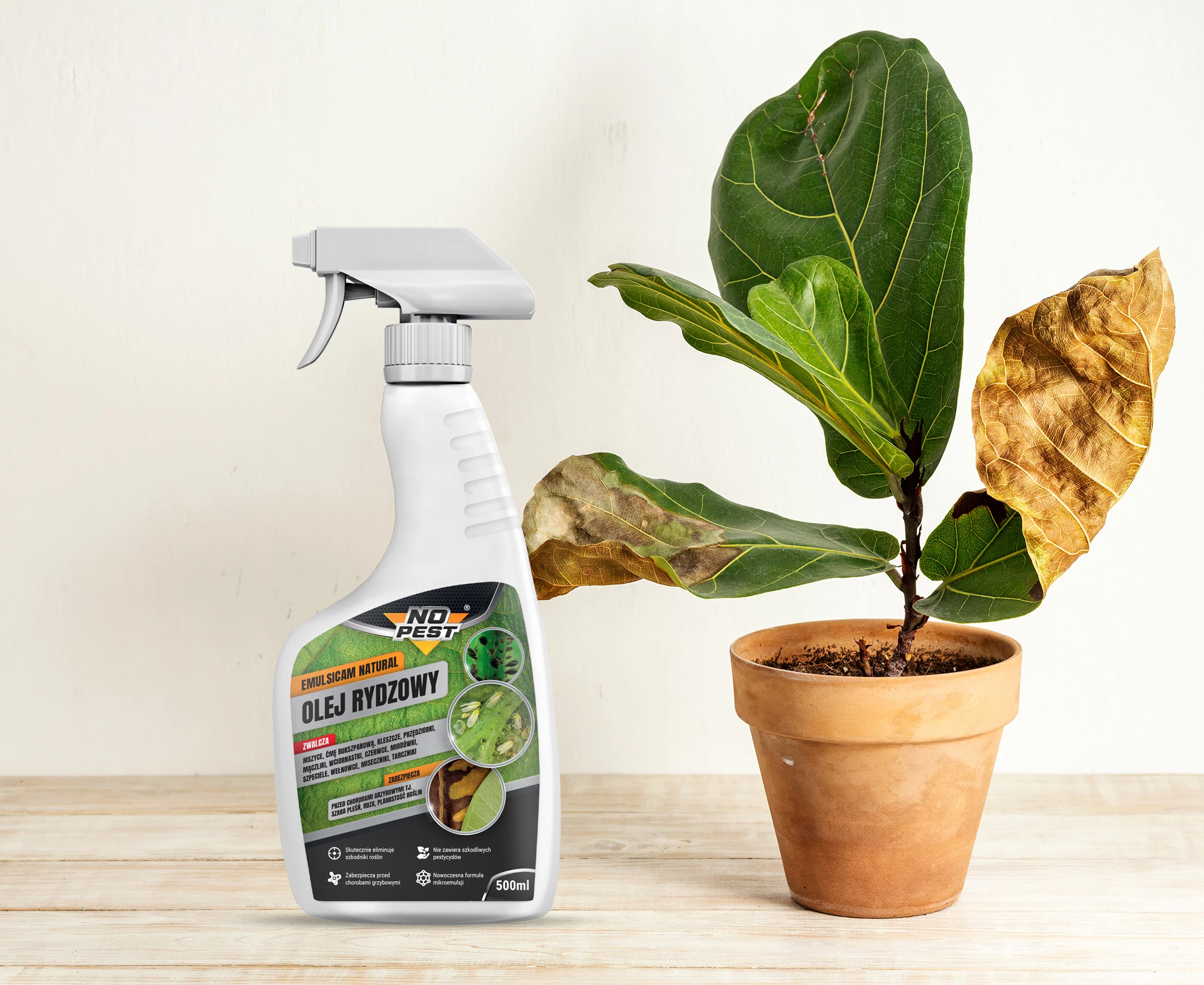 olej rydzowy na mszyce, olej rydzowy oprysk, olej rydzowy rośliny, co na mszyce, preparat na mszyce, preparat na choroby grzybowe roślin, preparat na choroby grzybowe roślin doniczkowych,co na choroby grzybowe roślin 