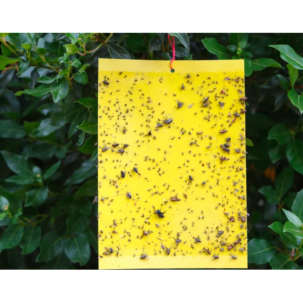 Silny lep na owady domowe Plant Guard No Pest® 12 szt