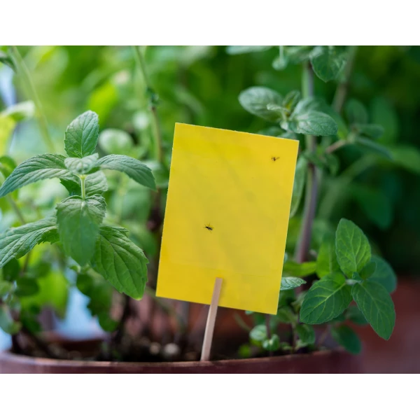 Silny lep na owady domowe Plant Guard No Pest® 12 szt