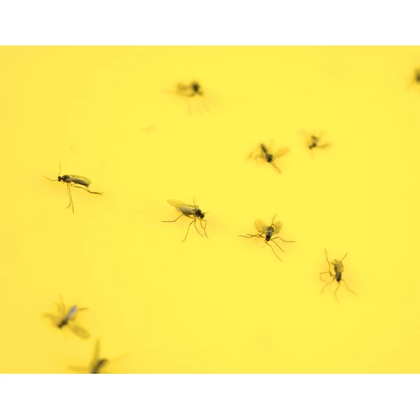 Skuteczny lep na muchy, muszki owocówki, owady Plant Guard No Pest® 10 szt