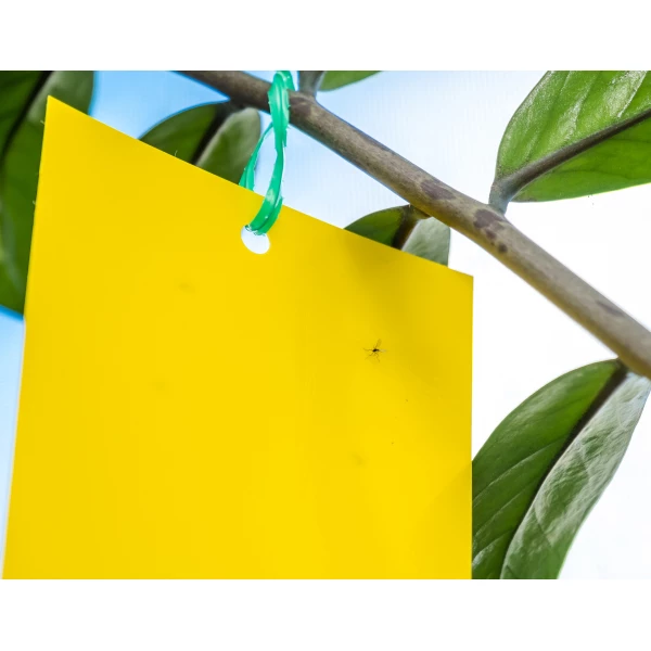 Skuteczny lep na muchy, muszki owocówki, owady Plant Guard No Pest® 10 szt