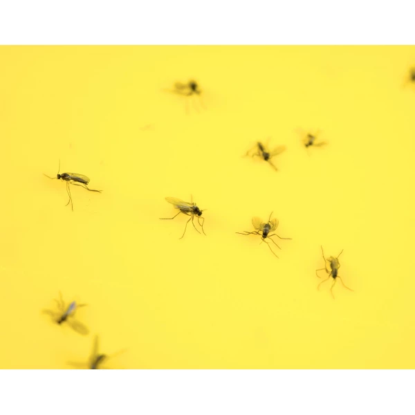 Silny lep na owady domowe Plant Guard No Pest® 12 szt