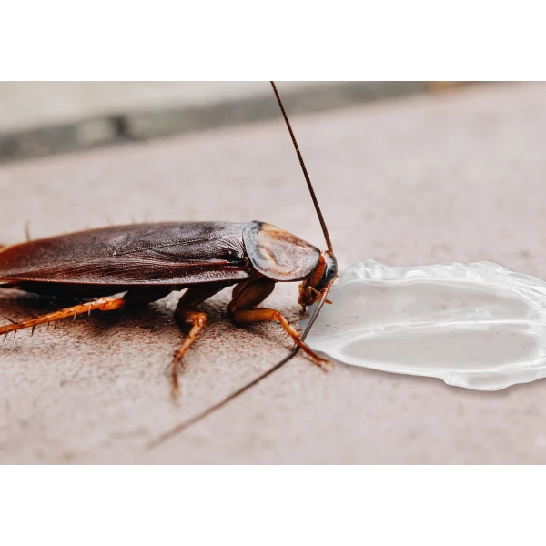 Żel na karaluchy, prusaki NO PEST. Trutka na karaluchy, prusaki 10g.