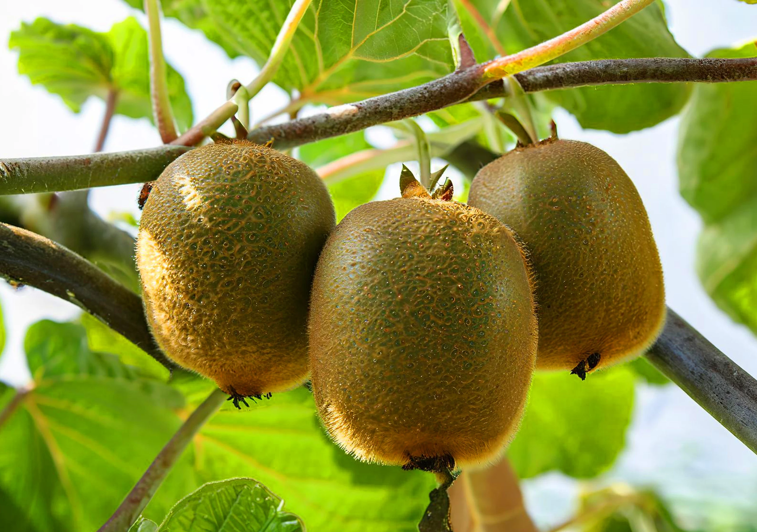 nawóz do kiwi, nawóz Plantella do kiwi, nawóz do owoców kiwi, granulowany nawóz do kiwi, Plantella specjalny nawóz, mineralny nawóz do kiwi
