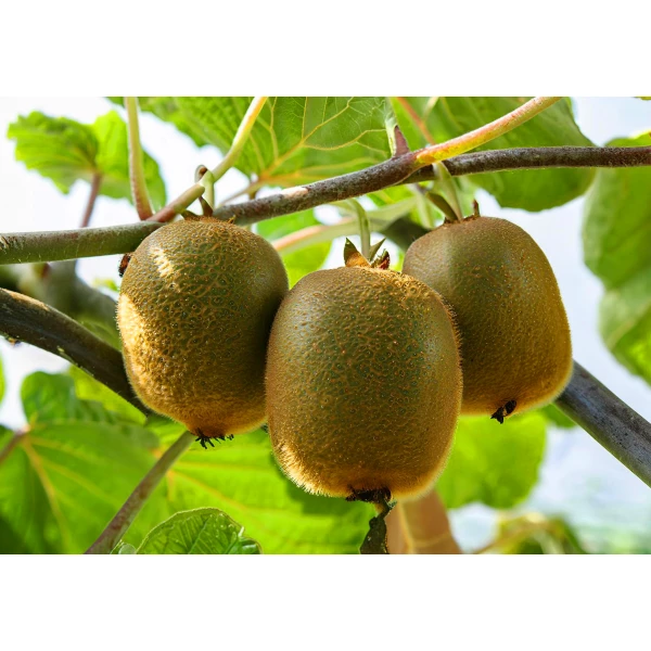 Specjalny nawóz do kiwi, mini kiwi 1kg Plantella