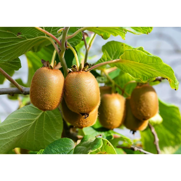 Specjalny nawóz do kiwi, mini kiwi 1kg Plantella