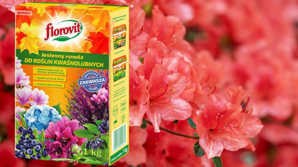 nawóz do roślin kwaśnolubnych, najlepszy nawóz do roślin, nawóz do borówek, nawóz do hortensji, nawóz do wrzosów, florovit kwaśnolubne, zakwaszanie gleby, jesienny nawóz kwaśnolubne, ochrona roślin przed zimą