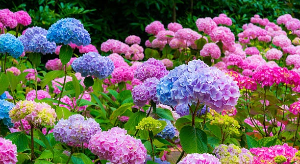 nawóz do rododendronów, nawóz do azalii, nawóz do hortensji, nawóz do roślin wrzosowatych, Florovit 1 kg, mineralny nawóz do rododendronów, najlepszy nawóz do hortensji, nawóz do różaneczników, nawóz do wrzosów, nawóz do wrzośców, nawóz ogrodowy do roślin kwasolubnych, pielęgnacja rododendronów nawóz, obfite kwitnienie hortensji nawóz, nawóz granulowany do roślin kwasolubnych, nawóz do roślin ozdobnych
