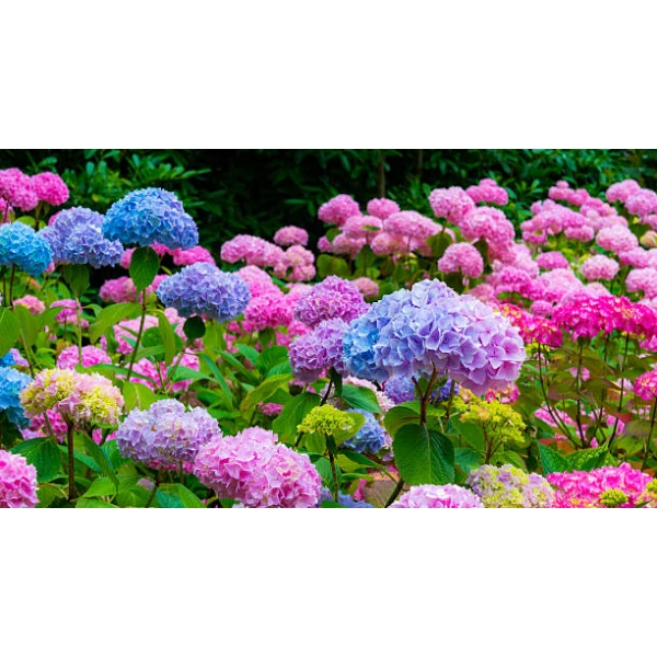 Nawóz do rododendronów, roślin wrzosowatych i hortensji Florovit 1kg 