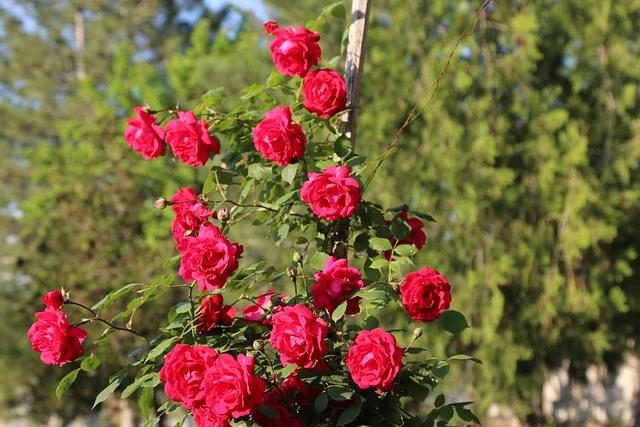 Fruktovit, nawóz do kwiatów ogrodowych, mineralny granulat, Fruktovit Plus, nawóz do roślin ozdobnych, nawożenie rabat, kwiaty ogrodowe, nawóz NPK, nawóz do hortensji, nawóz do róż, Grupa Inco, preparat do roślin ozdobnych, granulowany nawóz, pielęgnacja kwiatów, nawożenie ogrodu