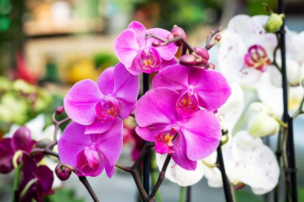 pałeczki nawozowe do storczyków, florovit pałeczki do storczyków, nawóz do storczyków, nawóz do orchidei, mineralny nawóz do storczyków, najlepszy nawóz do storczyków, nawóz do storczyków phalaenopsis, pielęgnacja storczyków nawóz, florovit do orchidei, pałeczki florovit storczyki, pałeczki nawozowe orchidee, nawóz o przedłużonym działaniu do storczyków, nawóz do storczyków w doniczce, długotrwałe kwitnienie storczyków, odżywka do storczyków, pałeczki nawozowe do roślin ozdobnych,