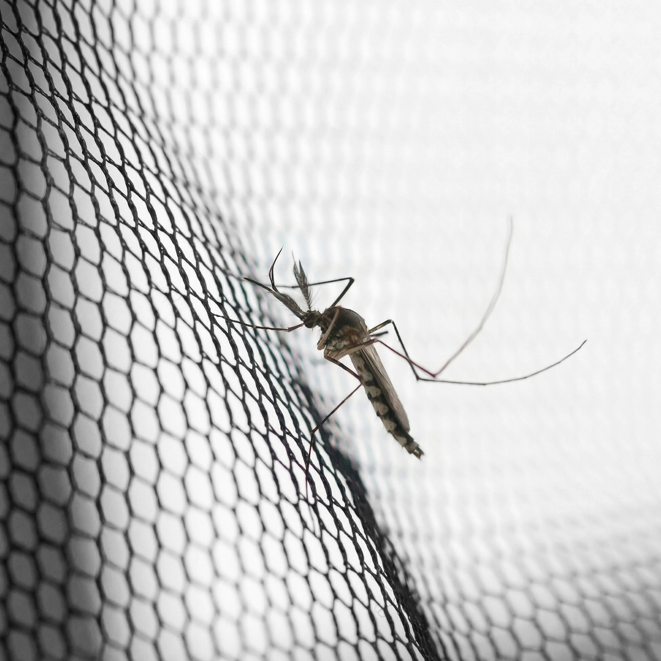 Moskitiera na drzwi balkonowe, moskitiera magnetyczna na drzwi, moskitiera drzwiowa, moskitiera balkonowa, moskitiera tarasowa, moskitiera z magnesami, moskitiera 210x100, moskitiera Silent Screen, moskitiera na drzwi wejściowe, siatka przeciw owadom drzwi, moskitiera z rzepem, antracyt, antracytowa siatka, moskitiera No Pest