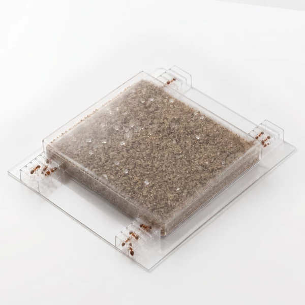 Trutka na mrówki faraona w karmniku No Pest® 3x5g