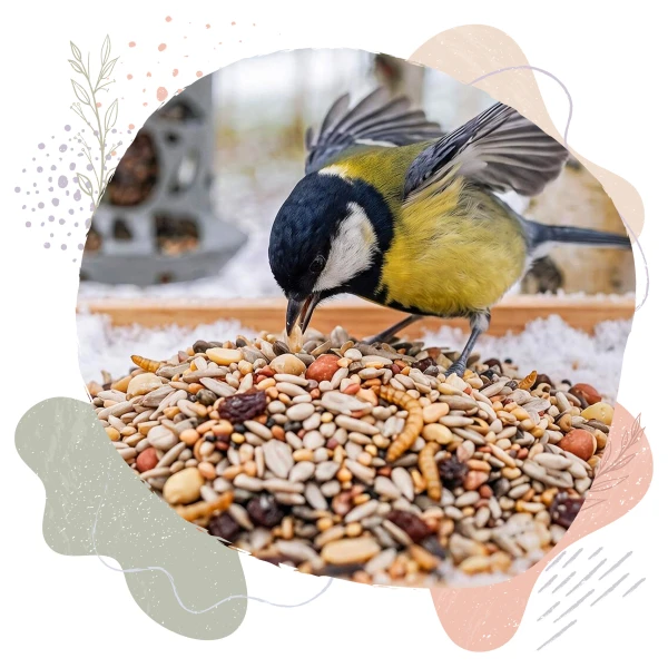 Karmnik na Okno, szybę dla ptaków BirdFit Sonata + karma bezresztkowa Premium Zero Waste BirdFit® 1kg