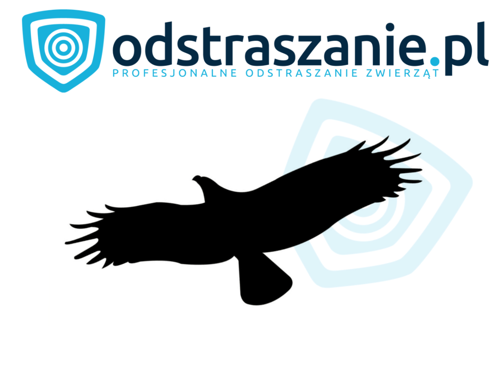 naklejki na szyby, ptak drapieżny