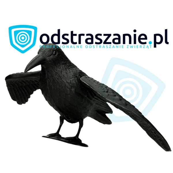 Sztuczny kruk odstraszacz ptaków, gołębi. Kruk na gołębie, ptaki.