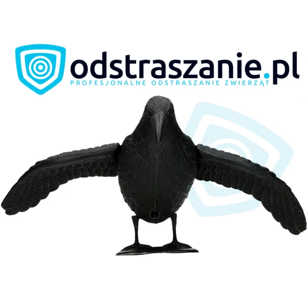 Sztuczny kruk odstraszacz ptaków, gołębi. Kruk na gołębie, ptaki.