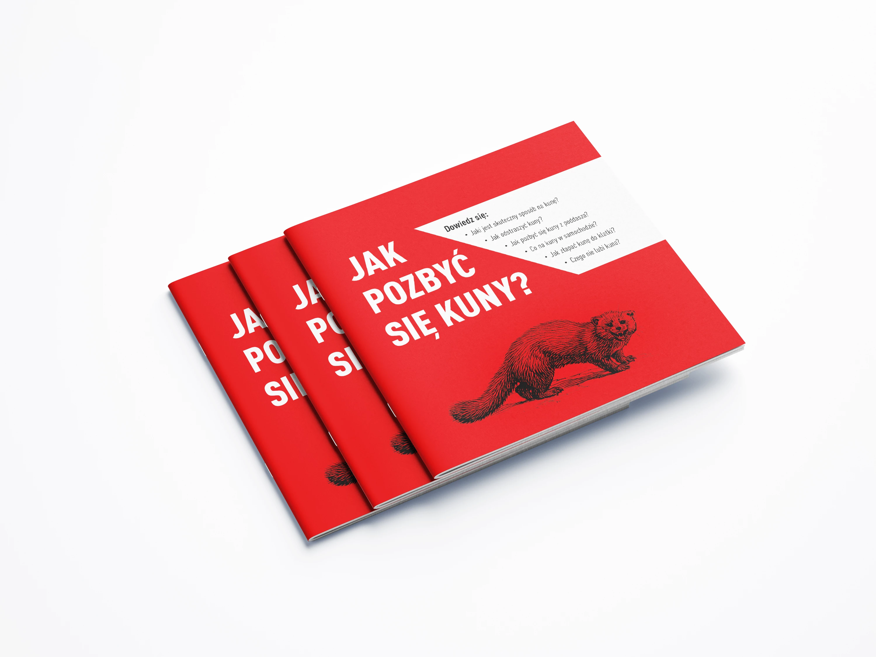 poradnik jak pozbyc sie kuny, jak pozbyc sie kuny