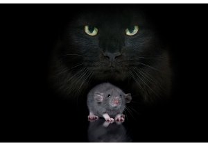 10 największych mitów na temat szczurów