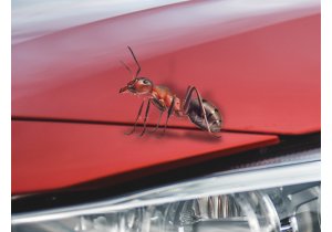 mrówki w samochodzie