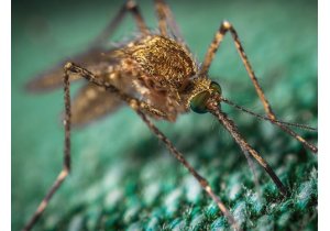 Jak chronić się przed komarami?