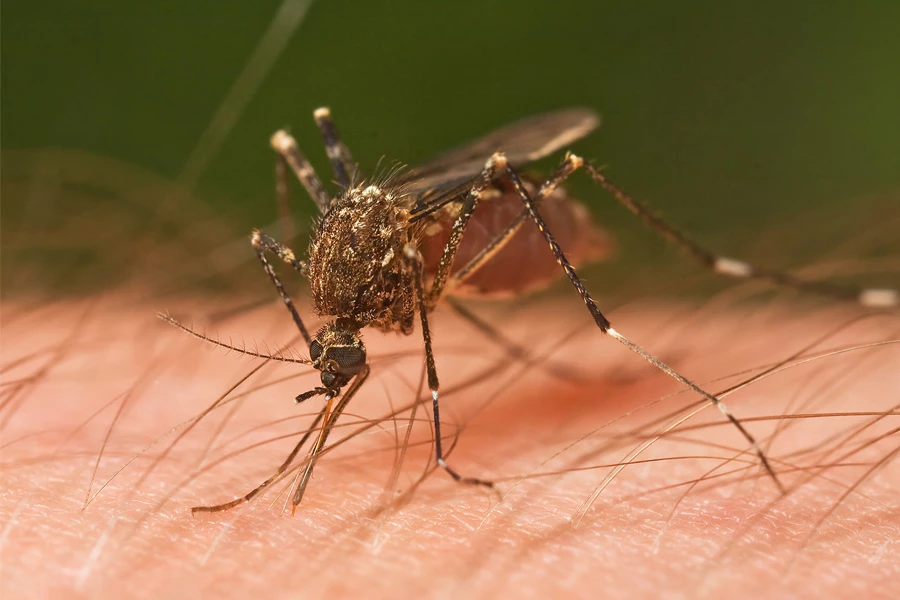 ile gatunków komarów w Polsce