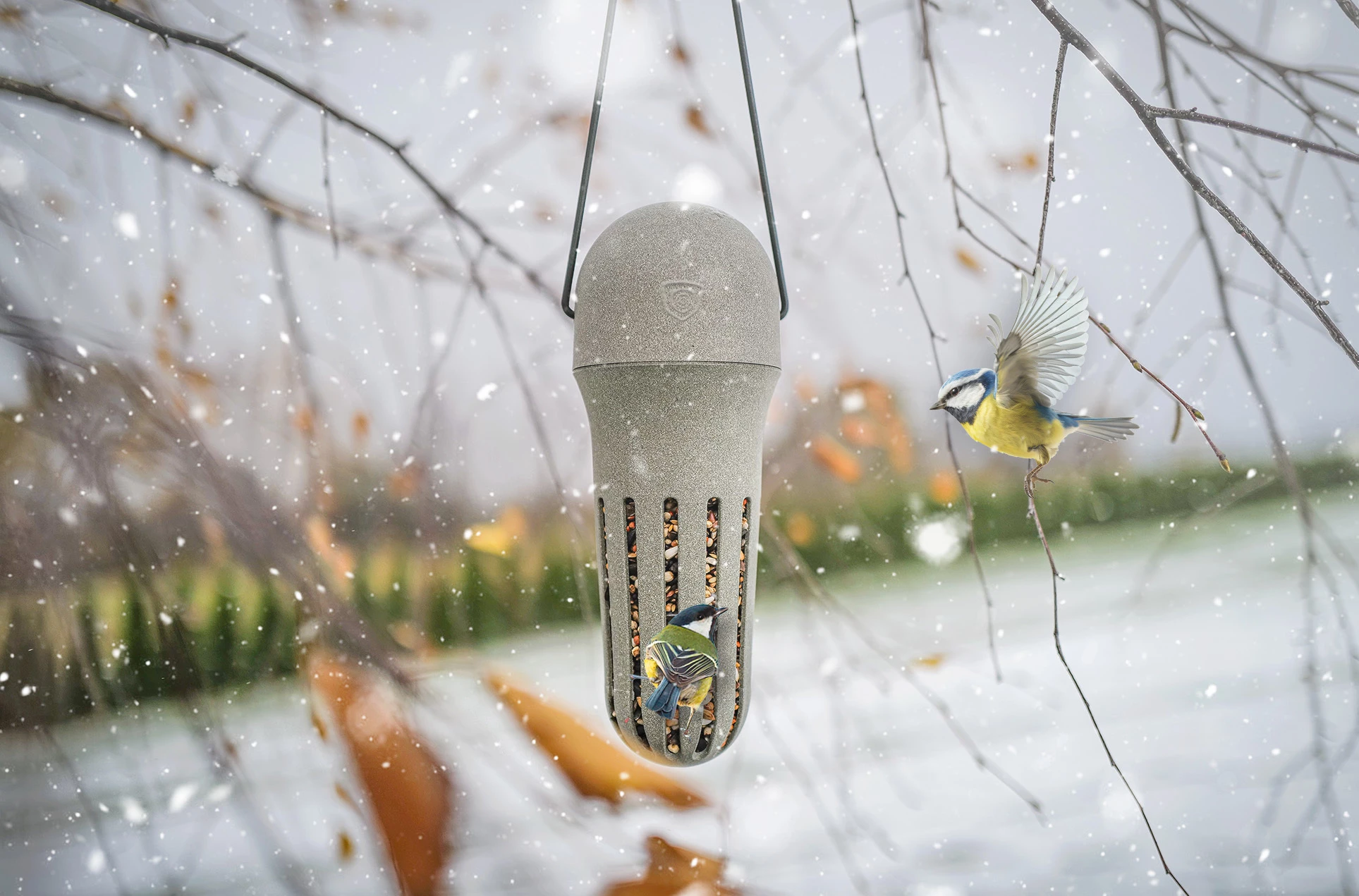 dokarmianie ptaków w zimie
