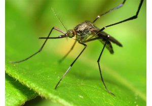 komar jak się pozbyć komarów z domu