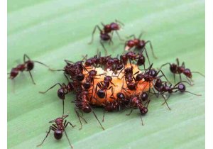 mrówki jak się pozbyć mrówek z domu
