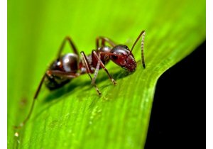 mrówki jak się pozbyć mrówek