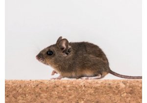 Jak pozbyć się myszy i szczurów z domu? Najskuteczniejsze metody deratyzacji