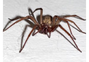 pająki w domu zwalczanie