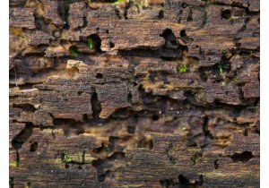 Jak pozbyć się szkodników drewna?