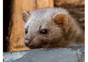 Odstraszanie kuny z domu