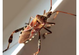 Sezonowość szkodników w Polsce. Jakie owady i gryzonie pojawiają się w poszczególnych miesiącach roku?