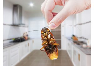 Zwalczanie karaluchów. Jak pozbyć się karalucha