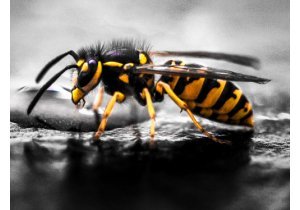 Zwalczanie owadów w domu. dlaczego owady wracają mimo preparatów i co zrobić, gdy problem wraca