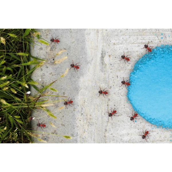 Granulat na mrówki NO PEST 4 Ants 1 KG na mrówki w domu, ogrodzie.