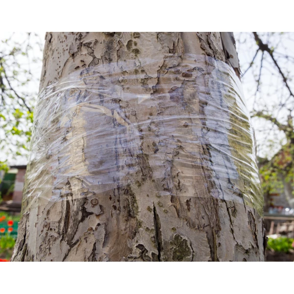 Kleista, silna taśma na drzewa na owady Tree Guard No Pest® 5m