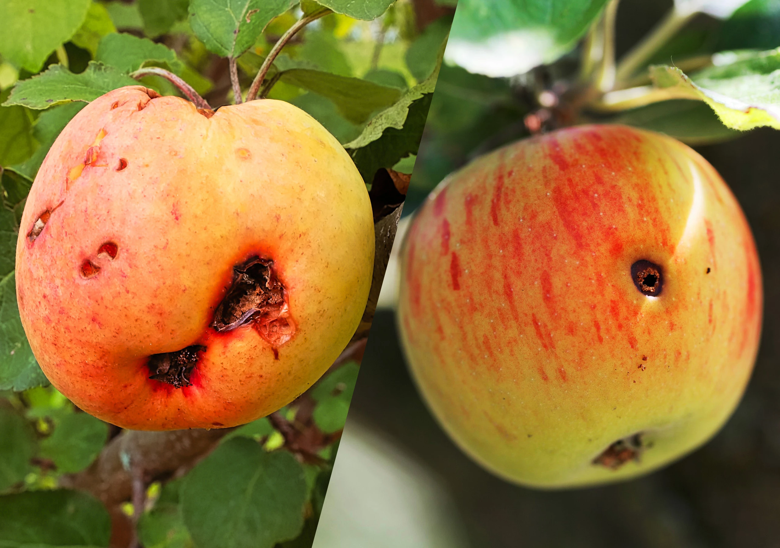 lep na owocówki jabłkóweczki, lep na jabłkóweczki, co na owocówkę jabłkóweczkę, co na szkodniki jabłoni, jak chronić jabłoń przed owocówką jabłkóweczką