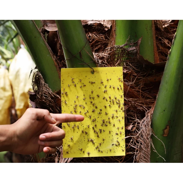 Skuteczny lep na muchy, muszki owocówki, owady Plant Guard No Pest® 10 szt