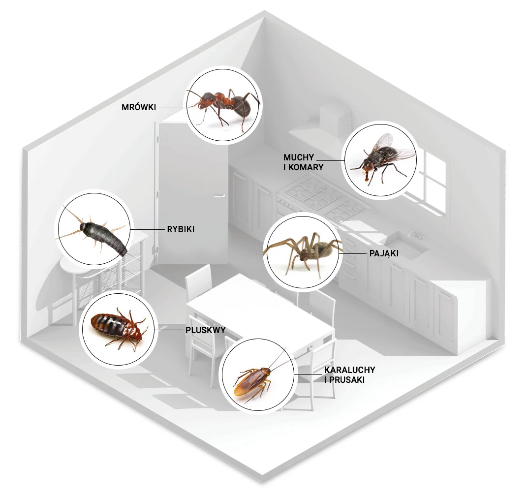 środek na ćmianki, fogger na ćmianki, no pest fogger, środek na komary w domu, środek na muchy w domu, bomba na owady