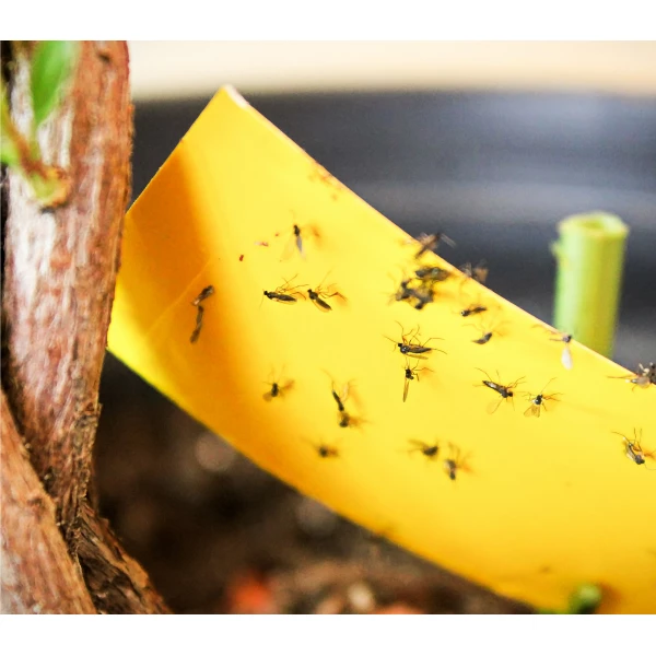 Wabiący lep na owady na rośliny doniczkowe, szklarnie Plant Guard No Pest® 5 szt