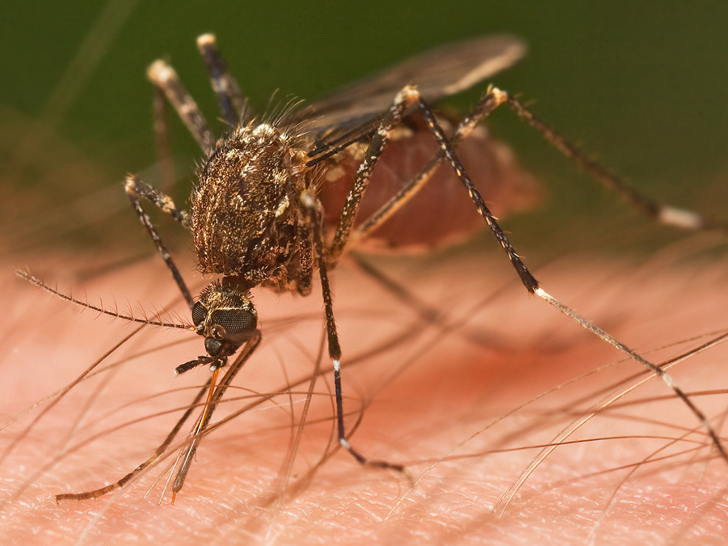 owady tropikalne, choroby tropikalne, środki na komary, repelenty, środki na komary tropikalne