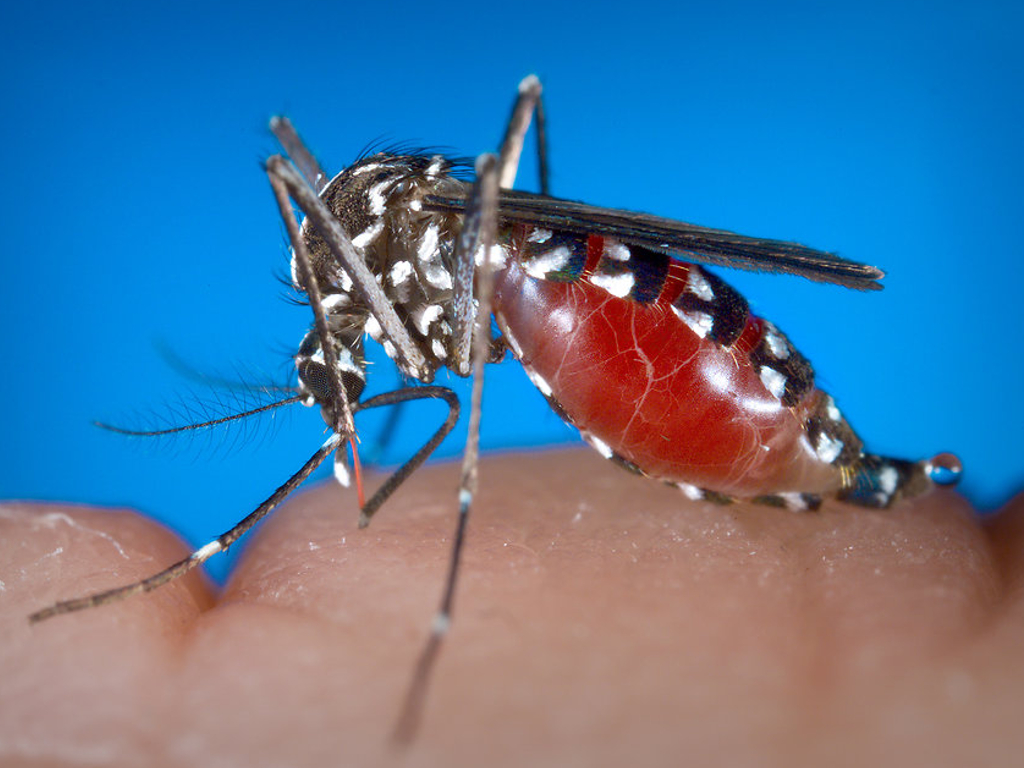 komar tygrysi, środki na komary, środki na komary egzotyczne, choroby egzotyczne, denga, malaria, żółta febra, zika